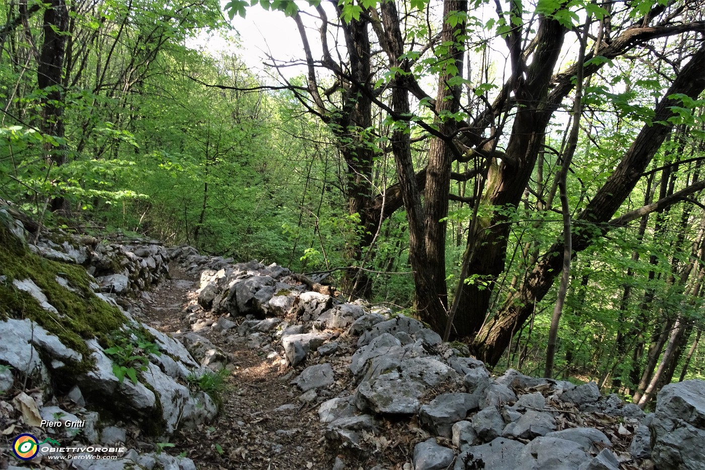 91 Dal bosco di carpine nero scnedendo si entra nel bosco di castagno.JPG
